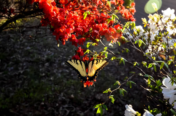 istock Eastern Tiger Swallowtail Butterfly and Red Kurume Azalea 1478453232