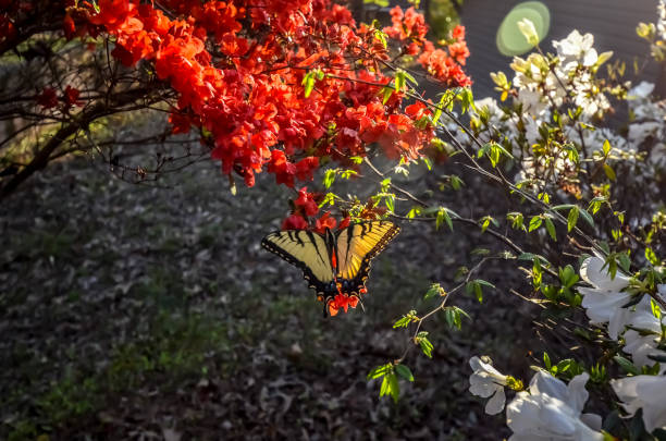 istock Eastern Tiger Swallowtail Butterfly and Red Kurume Azalea 1478453237