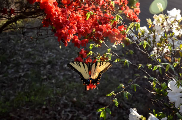istock Eastern Tiger Swallowtail Butterfly and Red Kurume Azalea 1478453241