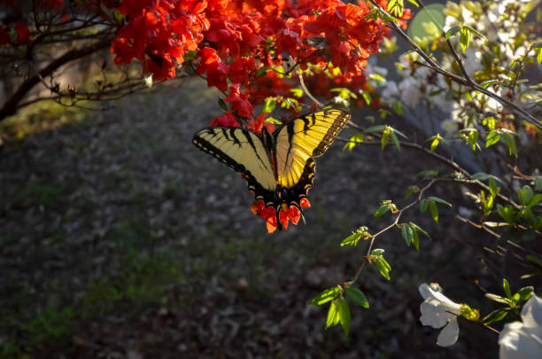 istock Eastern Tiger Swallowtail Butterfly and Red Kurume Azalea 1478453254
