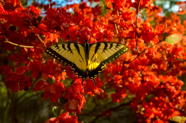 istock Eastern Tiger Swallowtail Butterfly and Red Kurume Azalea 1478453278