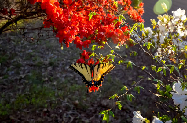 Eastern Tiger Swallowtail Butterfly and Red Kurume Azalea
