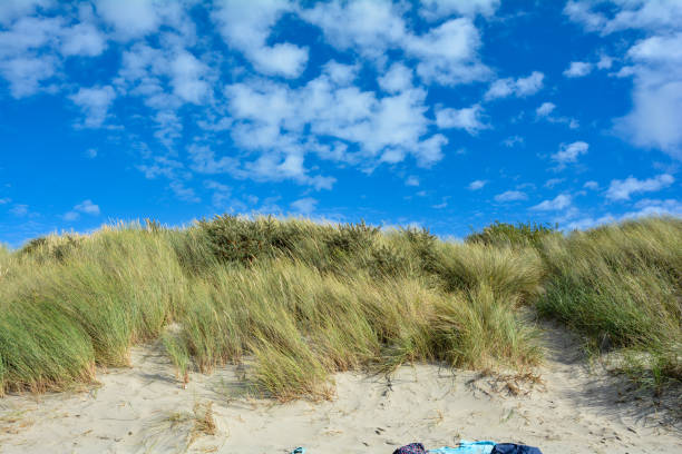 Beach oat in the sandy dunes on the North Sea coast  in the Netherlands on Zeeland on the island Schouwen-Duiveland