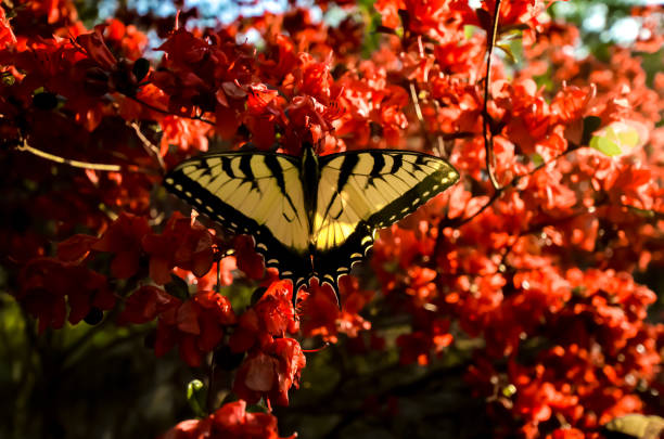 istock Eastern Tiger Swallowtail Butterfly and Red Kurume Azalea 1478453357