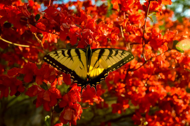 istock Eastern Tiger Swallowtail Butterfly and Red Kurume Azalea 1478453362