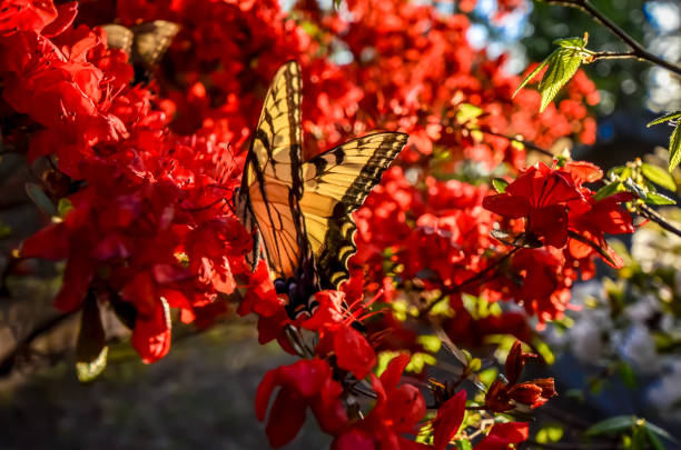 istock Eastern Tiger Swallowtail Butterfly and Red Kurume Azalea 1478453377