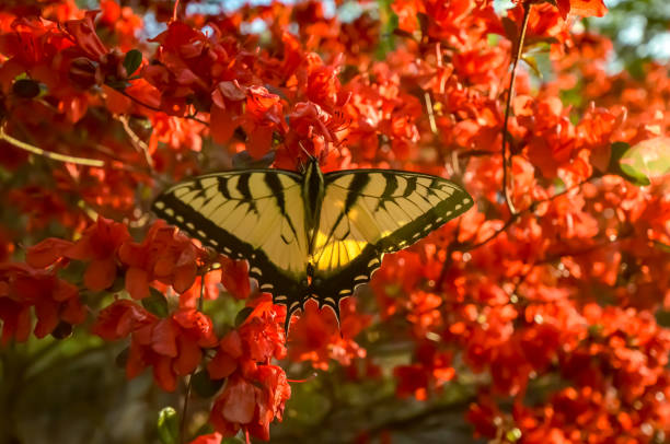 istock Eastern Tiger Swallowtail Butterfly and Red Kurume Azalea 1478453378