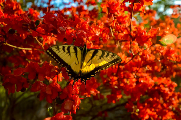 istock Eastern Tiger Swallowtail Butterfly and Red Kurume Azalea 1478453380