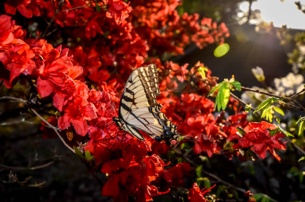 istock Eastern Tiger Swallowtail Butterfly and Red Kurume Azalea 1478453398