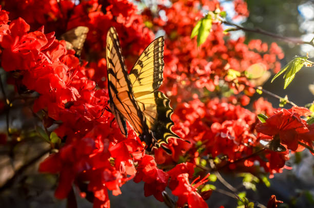 istock Eastern Tiger Swallowtail Butterfly and Red Kurume Azalea 1478453407