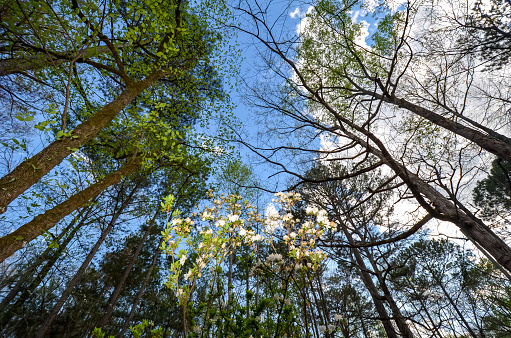 Spring Scenery at Lake Martin, Alabama