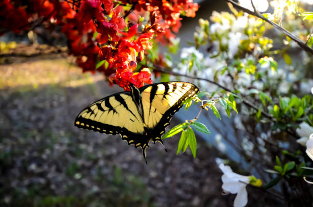 istock Eastern Tiger Swallowtail Butterfly and Red Kurume Azalea 1478453826