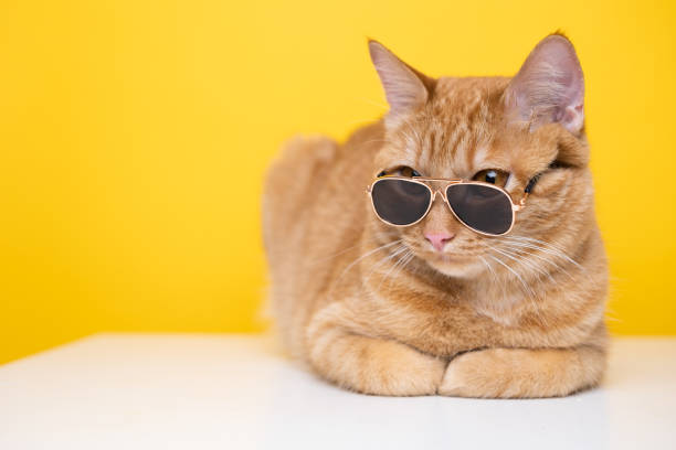 istock Funny red cat with sunglasses sits on a yellow background. 1478454159