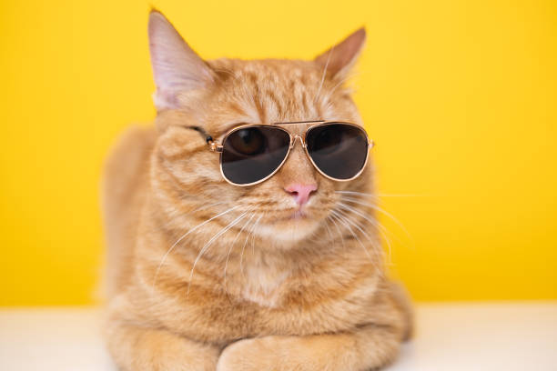 istock Funny red cat with sunglasses sits on a yellow background. 1478454189