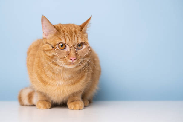 istock funny red cat sitting on a blue background with round glasses 1478454379