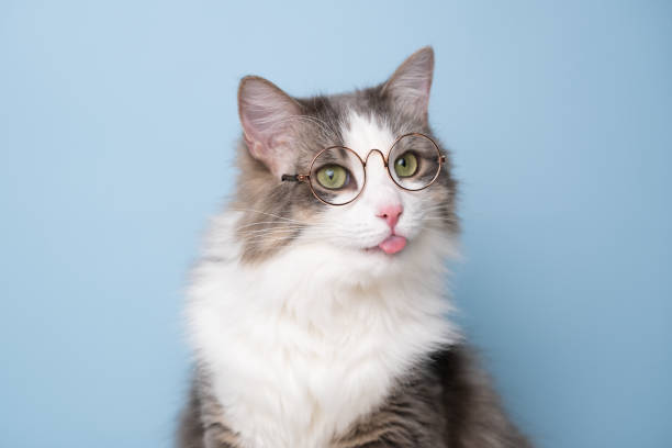 istock Funny gray cat sitting on a blue background with round glasses 1478454452