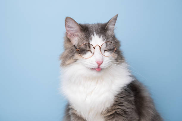 istock Funny gray cat sitting on a blue background with round glasses 1478454487