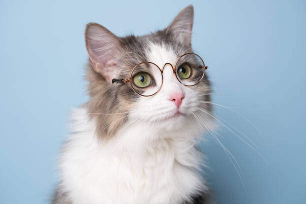 istock Funny gray cat sitting on a blue background with round glasses 1478454516