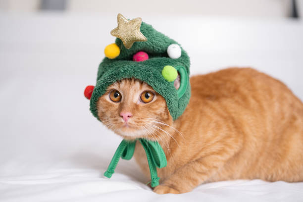 istock A Christmas ginger cat in a Christmas tree hat sits on a white bed 1478455135