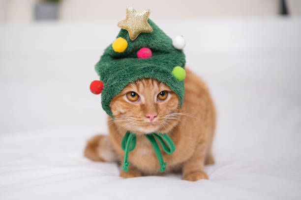 istock A Christmas ginger cat in a Christmas tree hat sits on a white bed 1478455154