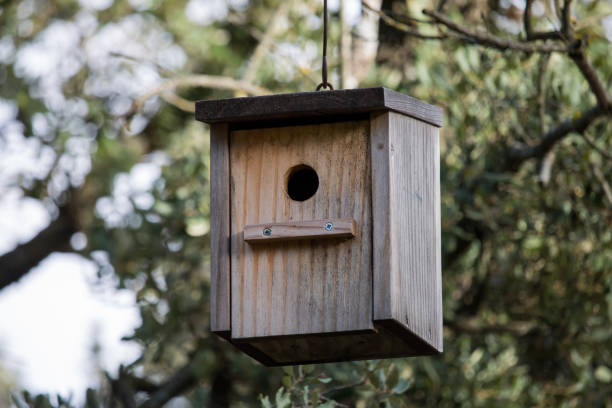 istock Wooden construction for birds in the forest 1478455279