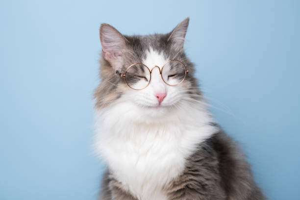 istock Funny gray cat sitting on a blue background with round glasses 1478455669