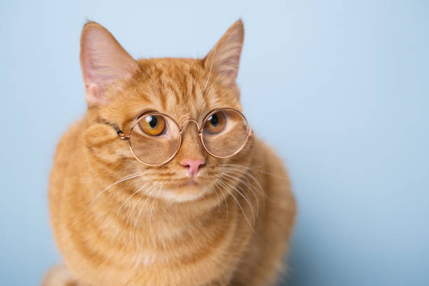 istock funny red cat sitting on a blue background with round glasses 1478455694