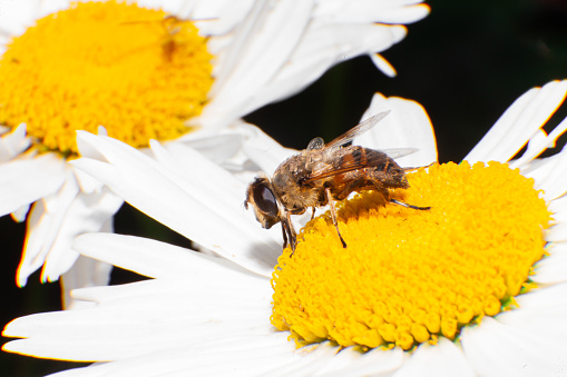 Closeup of a bee sitting on a chamomile flower.