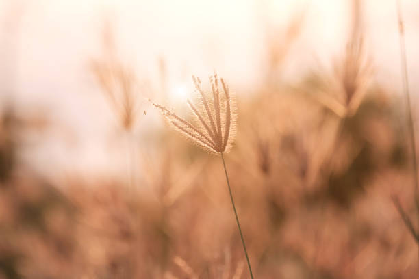 istock Grass flowers and sunlight in the morning. 1478457737
