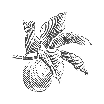 Apricot branch. Peach. Hand drawn engraving style illustrations.