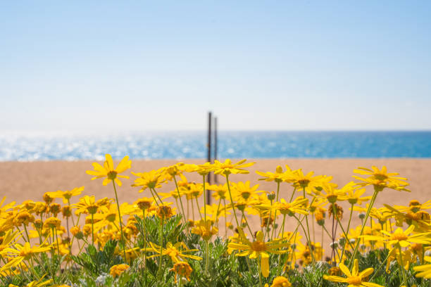 istock Yellow daisies with a beach in the background 1478458446