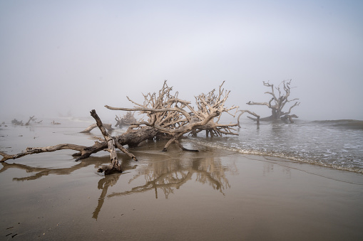 Moody, hazy landscape of Driftwood Beach on Jekyll Island Georgia USA, during a foggy day at the ocean