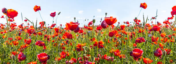 istock Poppy field, panoramic nature background, selective focus 1478459813