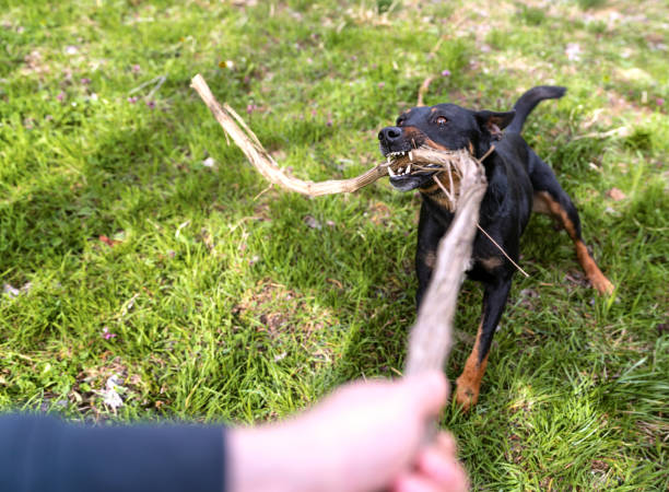 istock Dog playing with wooden stick aggressively. 1478462045