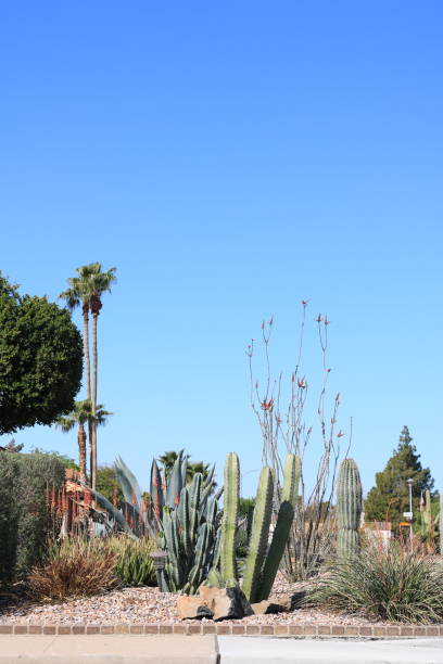 istock Xeriscaped sidewalk with desert plants 1478465405