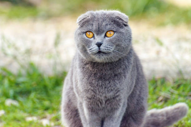 istock Gray cat on the nature 1478465592