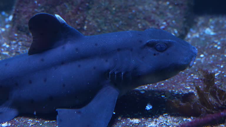 Close up of a shark