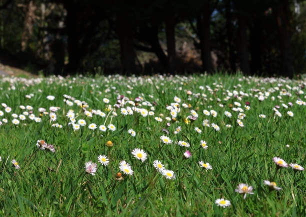 A field of daisies in spring