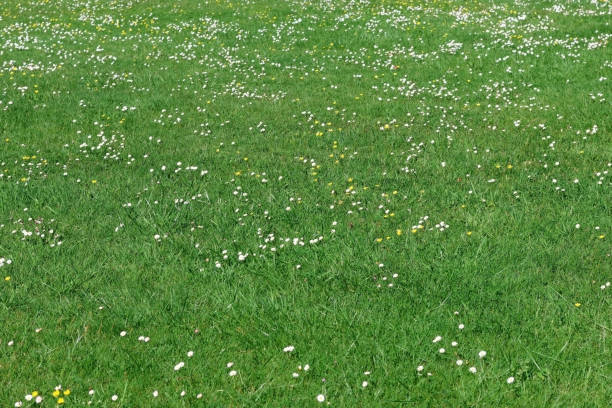 istock A field of daisies in spring 1478466195