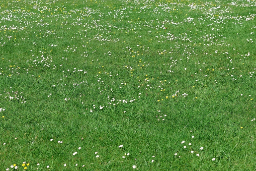 A field of daisies in spring