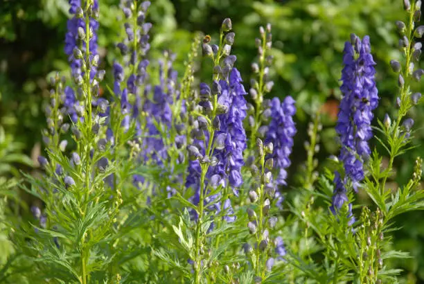 Aconitum napellus, also known as Monkshood or wolf's bane, a poisonous perennial herb