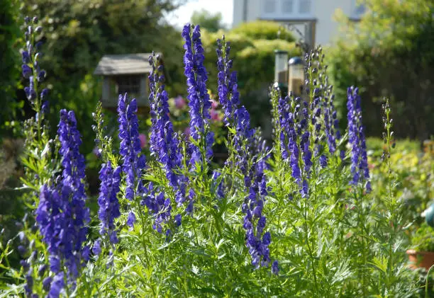 Photo of Monkshood, or Wolfs bane