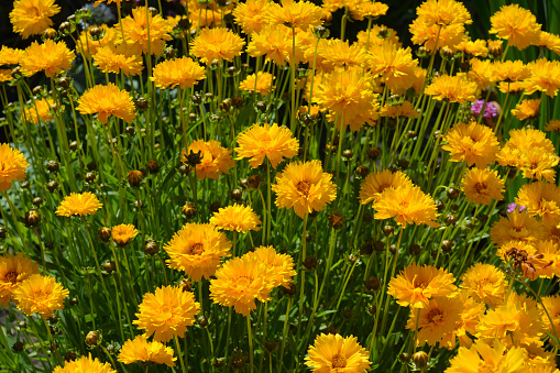 Coreopsis grandiflora Sunburst in flower, also known as tickseed, a stunning perennial plant bursting with bright yellow colour