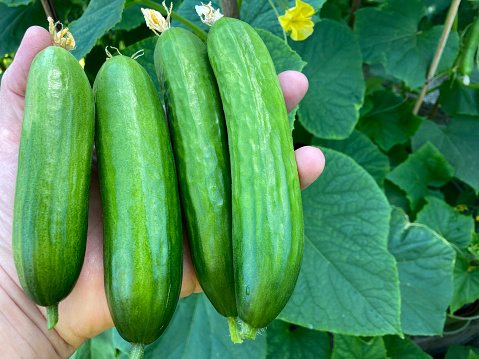 Homegrown organic mini cucumbers, F1 Baby in hand, with plants behind