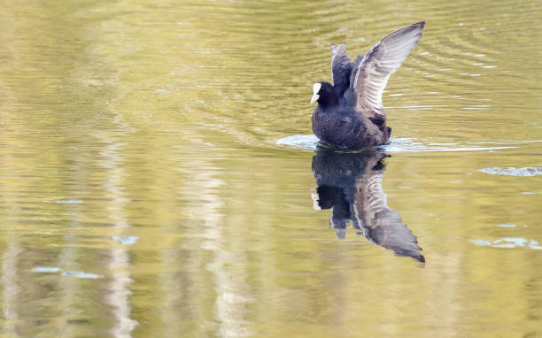 istock Floating duck in the lake 1478467408