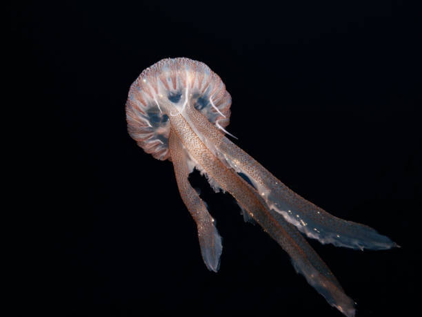 istock Glowing jellyfish at night 1478469500
