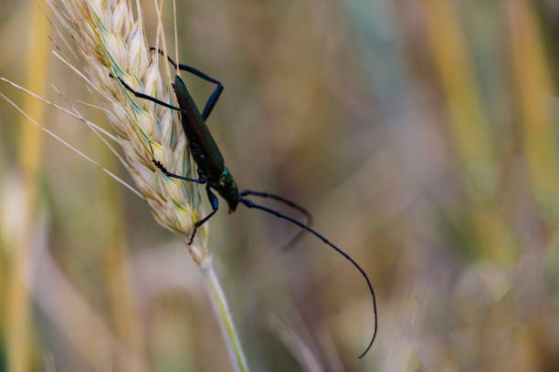 Small insect on the ears of barley, selective focus