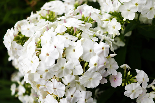 White hydrangea study. Front lit in midsummer. In a Connecticut garden.