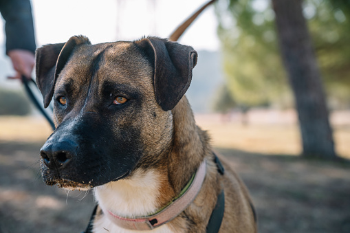 Purebred Boxador dog with brown fur and black nose wearing collar standing on lawn in park and looking away