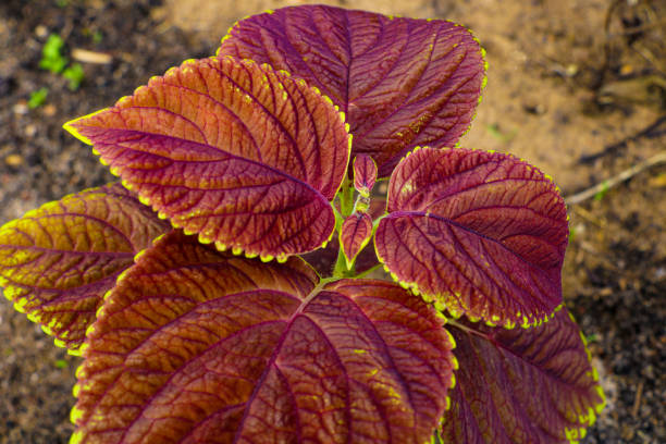istock Plant texture structure leaves nature. Coleus blumei. 1478470320